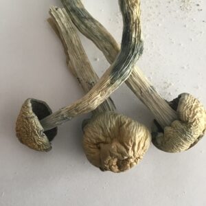 🍄Golden Teachers Mushrooms $60 HO / $120 Oz 🍄BACK IN STOCK🍄